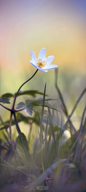 White flower with yellow center in grass