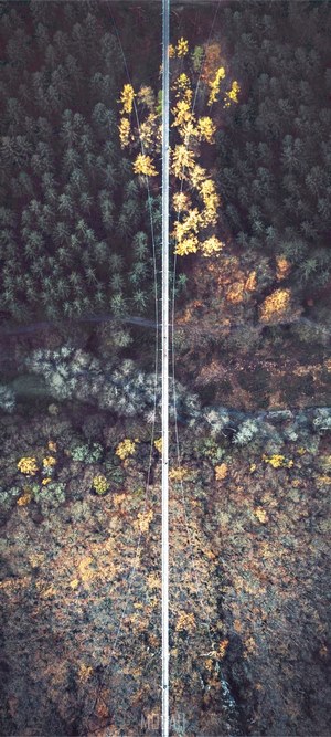 Drone view of a suspension bridge over a forest