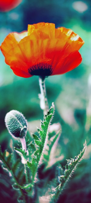 Close up of a blooming red poppy and bud