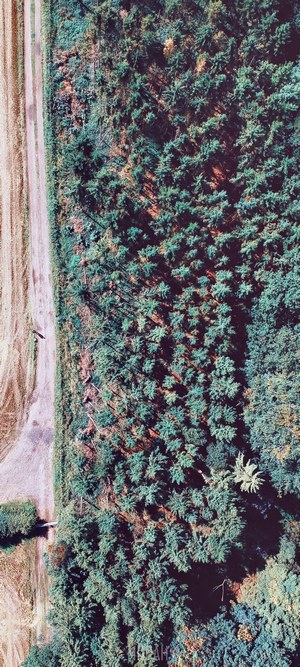 Aerial view of a forest and a dirt road next to a field