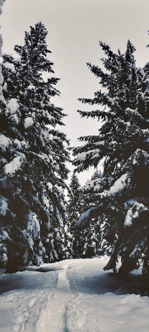 Snowy path between snow-covered pine trees