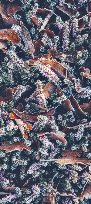 Frosty heather and oak leaves on the ground
