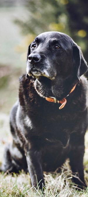Black Labrador Dog with Orange Collar