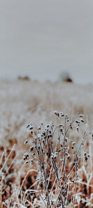 Frosty grass in a field during the morning