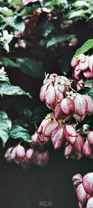 Pink and white flowers with water droplets