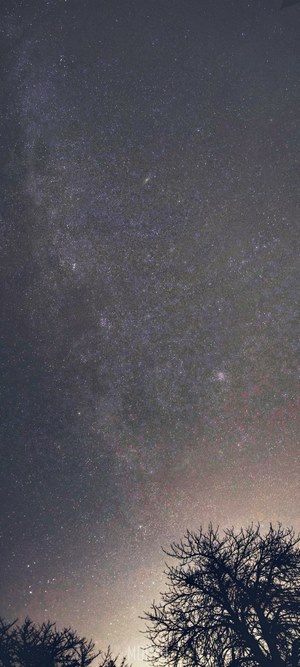 Night sky with stars and trees