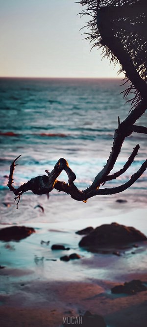 Tranquil Ocean Shore with Twisted Tree Branch