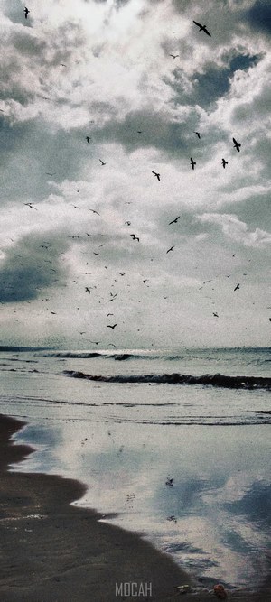 Flock of birds over the ocean and beach