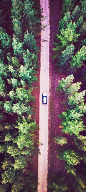 Aerial view of a car on a forest road
