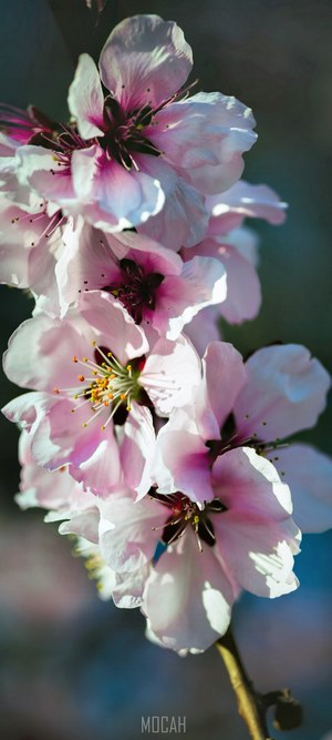 Pink and purple almond blossoms on a branch