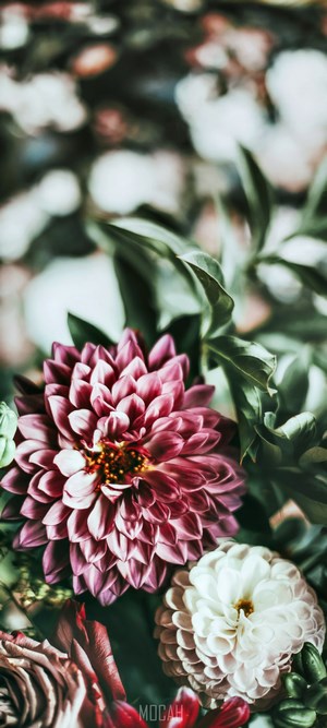 Close-up of pink and white dahlia flowers