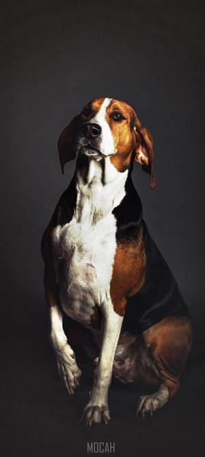 Dog portrait