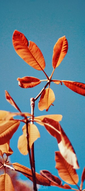 Orange leaves against a blue sky