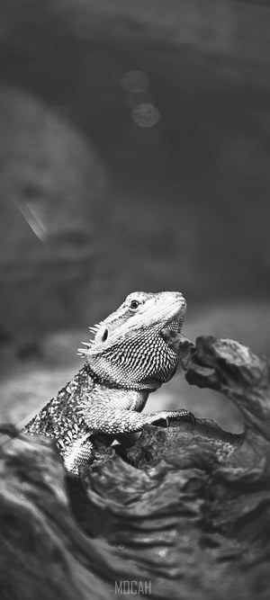 Black and white shot of a bearded dragon on wood