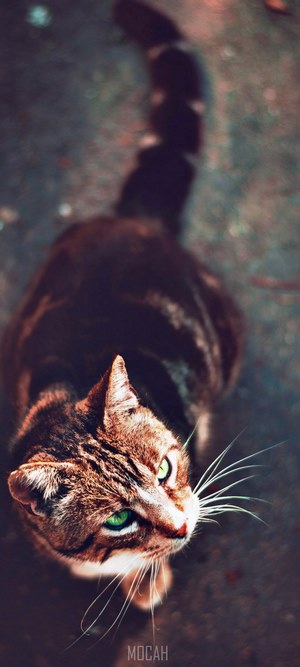 High angle shot of a tabby cat