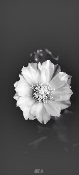 Monochrome close-up of a white flower