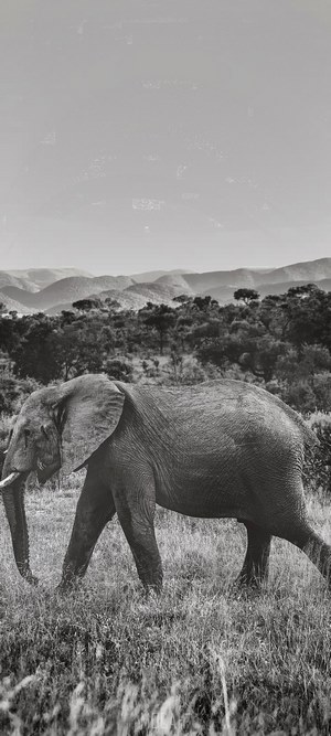 Elephant walking in a grassy field with hills in background