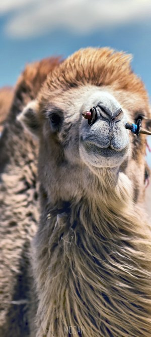 Camel with nose ring