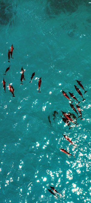 Dolphins swimming in turquoise ocean water from above