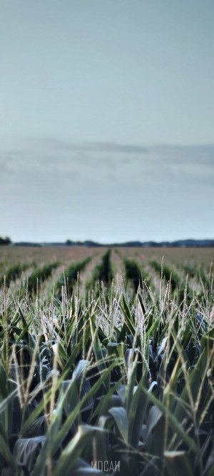 Cornfield in Ohio
