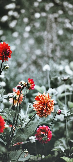Flowers at Forde Abbey