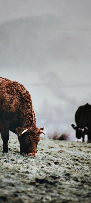 Cattle grazing on a drizzly winter morning