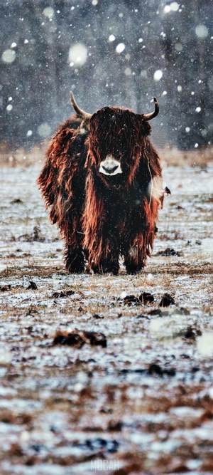 Highland cow walking in snow