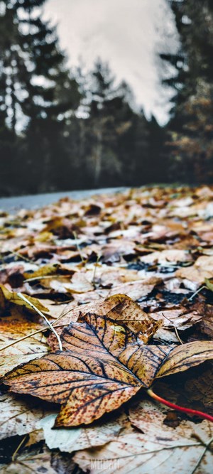 Fallen autumn leaves on the ground
