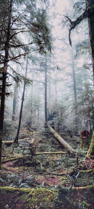 Misty Forest with Fallen Trees and Ferns