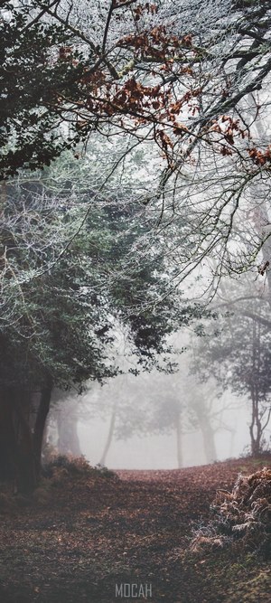Misty forest path with frozen branches