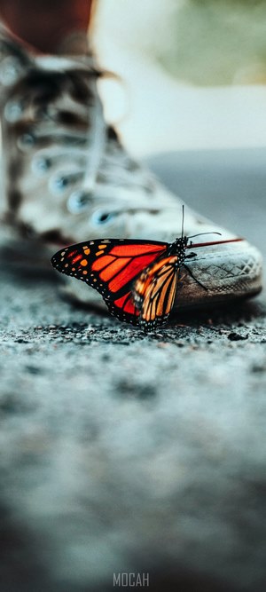 Monarch butterfly on a Converse shoe