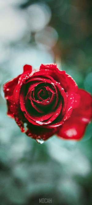 Red rose with water droplets