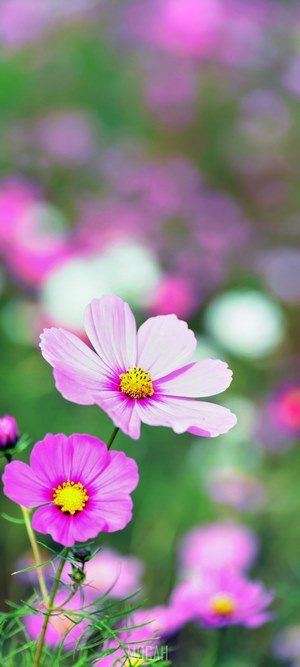 Pink and purple cosmos flowers in a garden