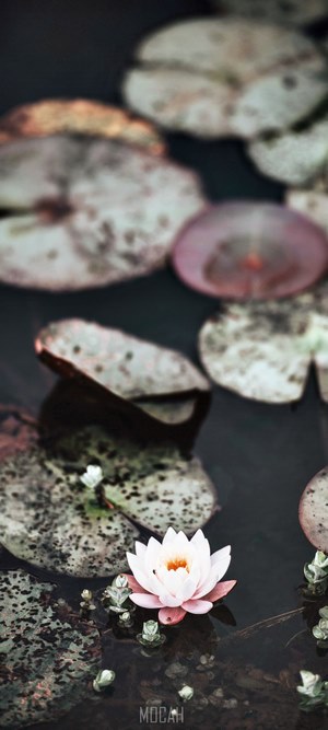 White water lily on a pond with lily pads