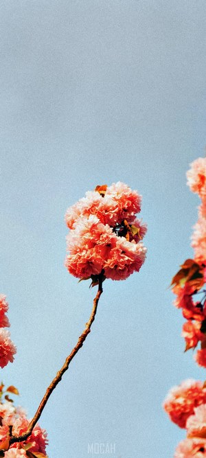 Orange cherry blossoms on a branch against a blue sky