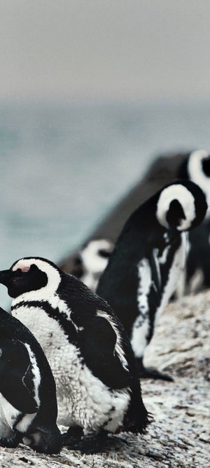 Penguins on a rocky shore