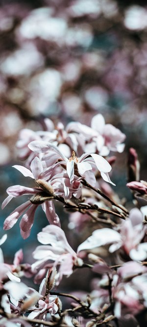 Pink Magnolia Blossoms on Branches