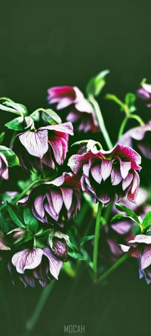 Double Hellebore Flowers with Green Stems