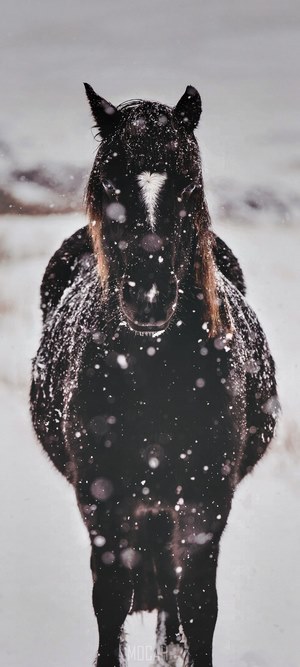 Black horse in falling snow