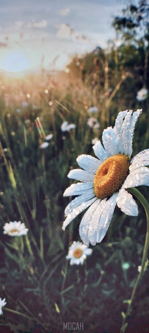 Morning daisy with dew drops and sunrise