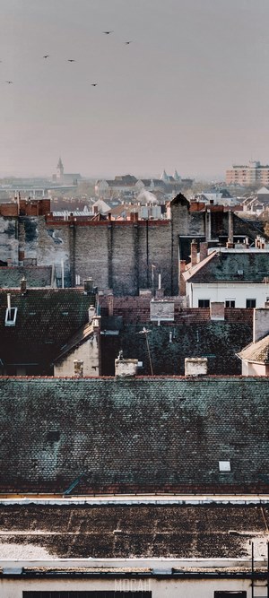 Birds flying over rooftops in a city