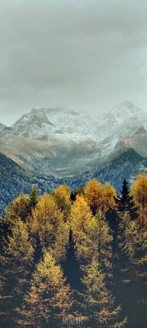 Autumn forest and snow-capped mountains