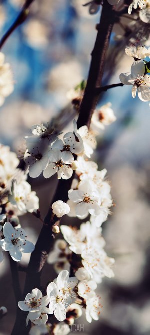 White cherry blossoms on a dark branch