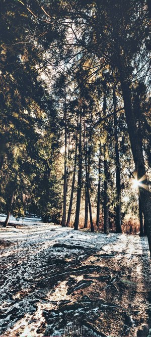 Forest path with snow and sun rays