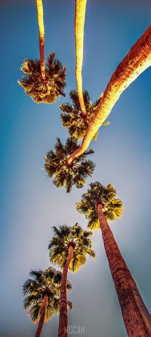 Looking up at palm trees against a clear blue sky