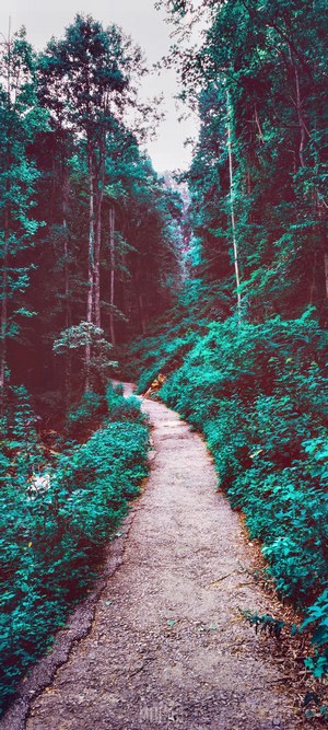 Dirt path through a verdant forest