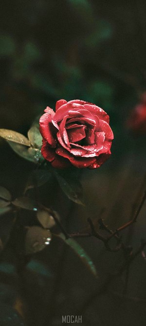 Red rose with water droplets