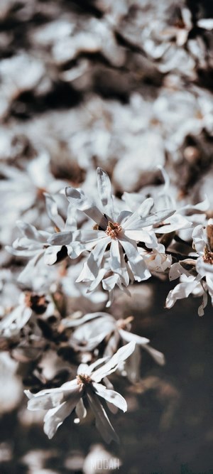 White star magnolia flowers on a branch