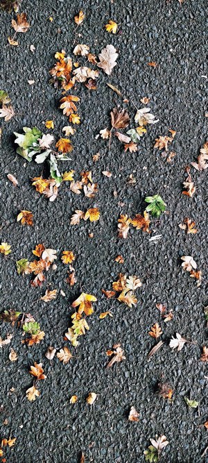 Scattered autumn leaves on asphalt