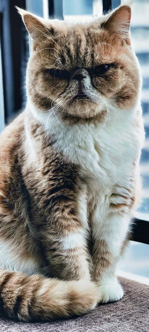 Exotic Shorthair cat sitting by a window